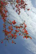 flowers red clouds blue