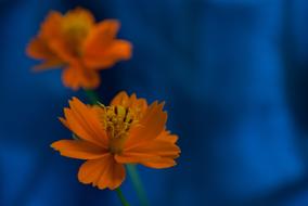garden blooming flower