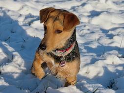 Dog at Snowy weather