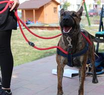 Beautiful, colorful and cute dog on the leash, with the human