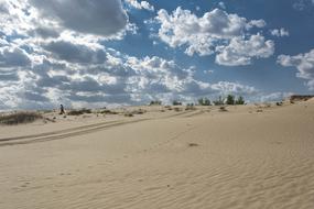 sand beach trees