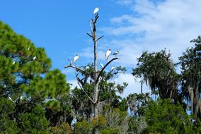 wild flock of Herons on dry tree at Tropical forest