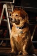 Cute Dog Animals