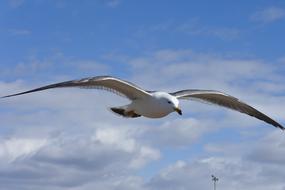 Animal Sky blue white