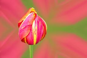 closed tulip bud on a stem