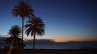 palm trees green ocean