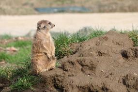 meerkat on pile of soil