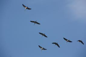 Beautiful, flying crane birds in the beautiful, blue sky with clouds