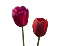 the tulips are two red ones in bloom