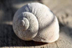 macro photo of a spiral white shell on wood