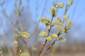 sprouts green bush