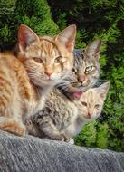 Cats Group street