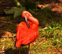 Red Water Bird creature