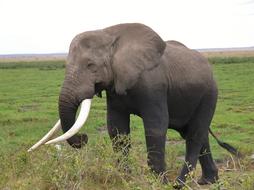 elephant Amboseli National Park