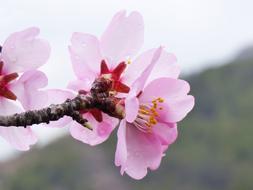 pink flowers tree branch