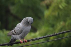pigeon sitting on a black telephone wire