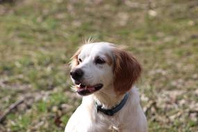 charming Dog white