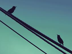 birds on wires in a green sky