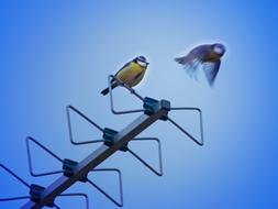 tits on the antenna against the sky