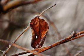 dry leaf in the cold in winter