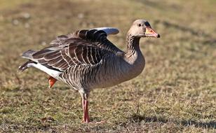 Wild Goose Bird near Water