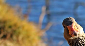 Goose Wild Bird face