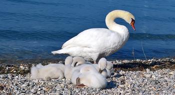 swan flock white