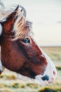 Profile portrait of the beautiful, colorful and cute pony with hair