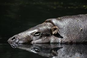 Hippo Sleeps water