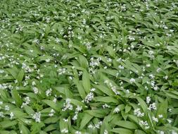 lots of grass leaves