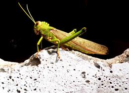 grasshopper on white stone, close-up