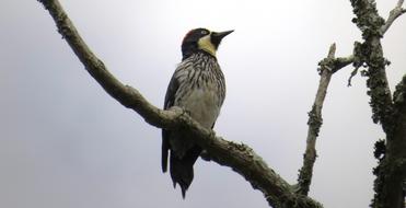 a bird in a tree