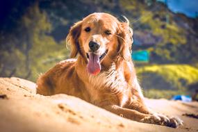 ginger dog lies on the sand