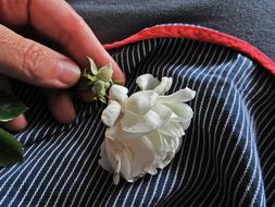 Rose White Apron