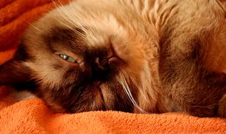 playful British Shorthair Cat looks up