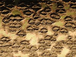 Tree Bark texture brown