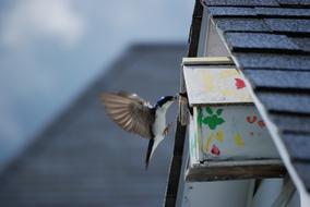 Novelty Bird