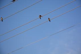 Wire Bird blue sky