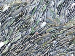 Scallop Seashore texture