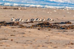 Beautiful and cute, colorful birds on the sandy beach of the North Sea, in Helgoland, Germany