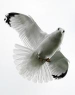 macro photo of a seagull on a white background