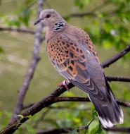 Turtle Dove pink violet