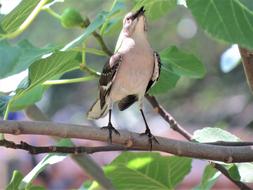 Bird in Wildlife