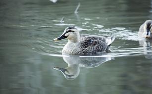 Spot-Billed Duck reflected in the water of the lake