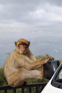 Monkey Gibraltar Spain