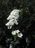 Flowers White Branches