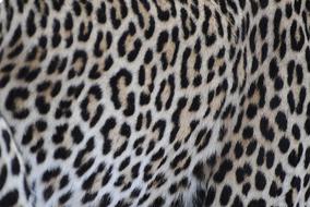 Leopard Fur Pattern