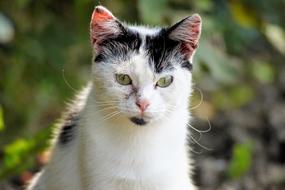 Portrait of the cute, colorful and beautiful cat, among the colorful plants