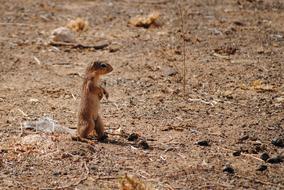 cute charming rodent