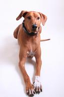 photo of rhodesian ridgeback on a white background
